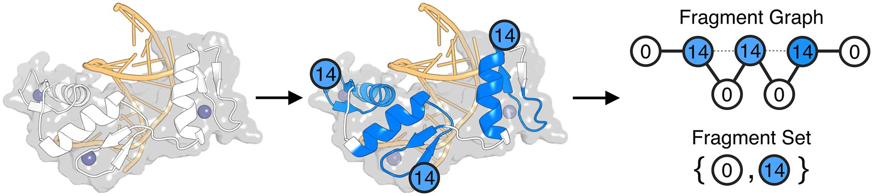 Figure 1 from From Atoms to Fragments: coarse fragment representation of a protein backbone
