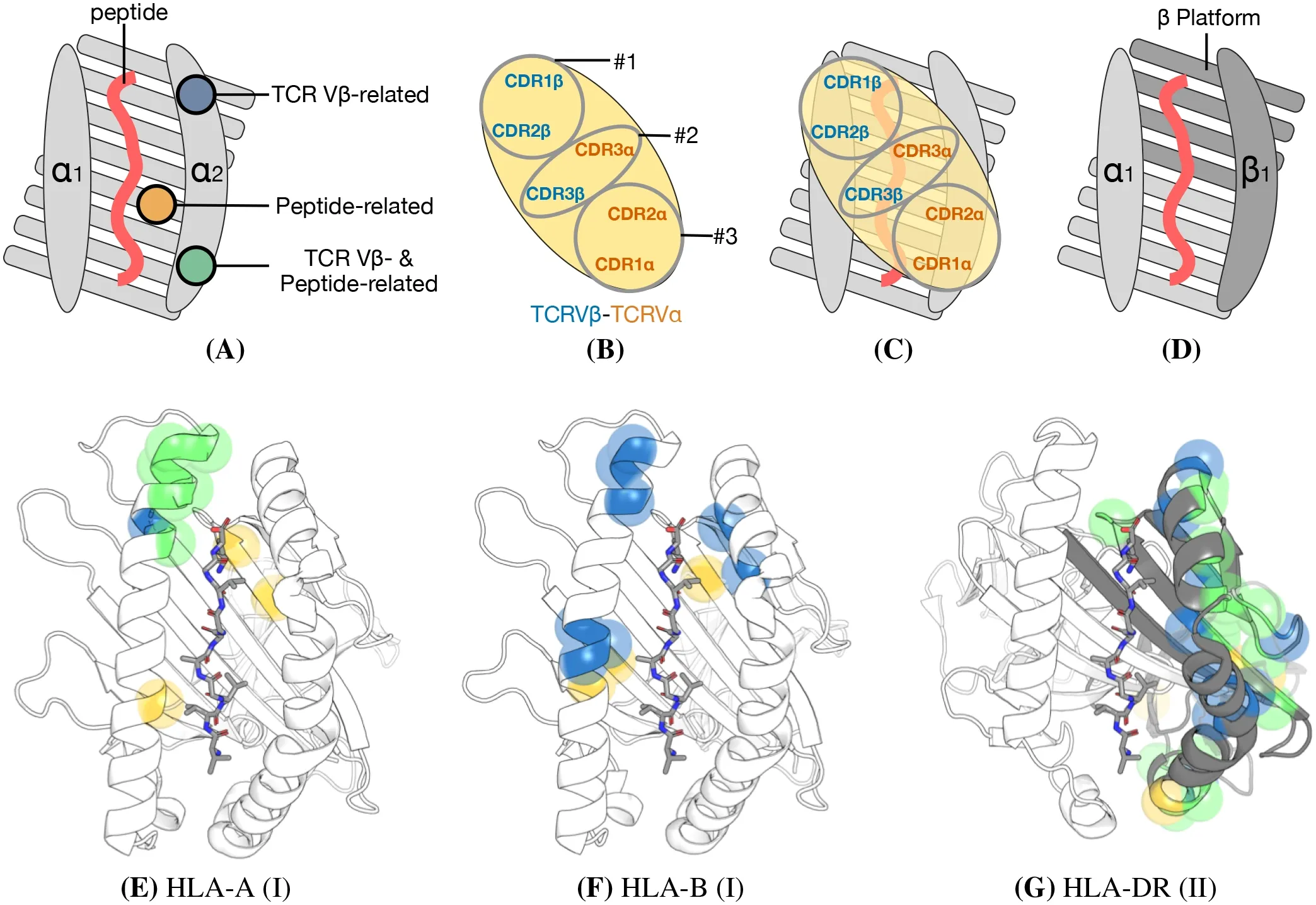 Figure 1 from HLA Alleles Shape Distinct Biases in the Usage Preferences of TCR Vβ Segments